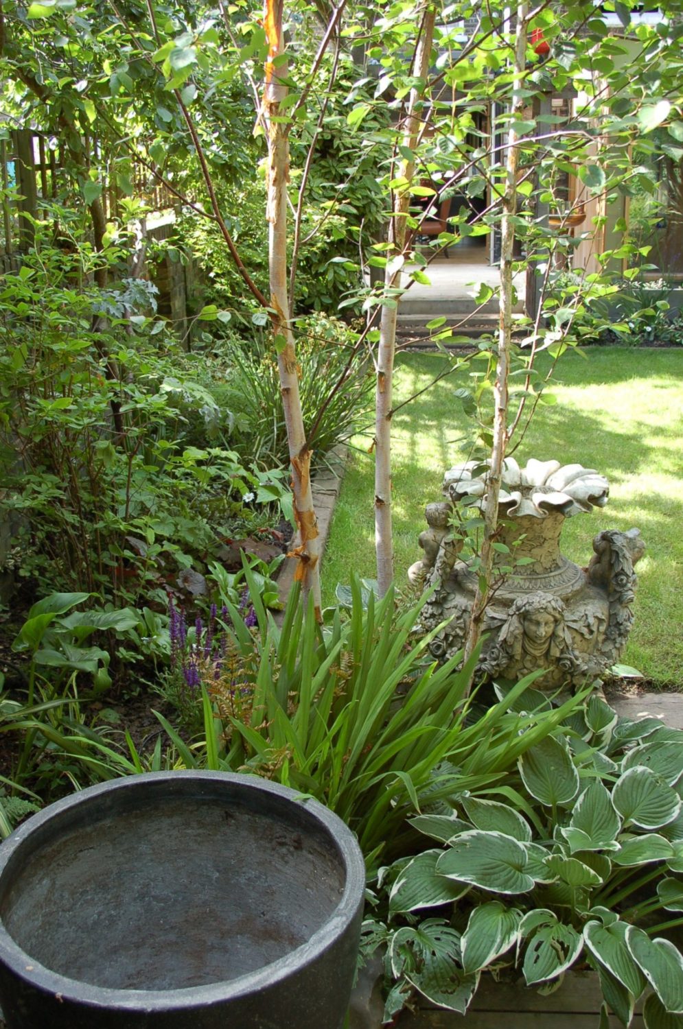 Top 10 best trees for small gardens - Living Colour Gardens