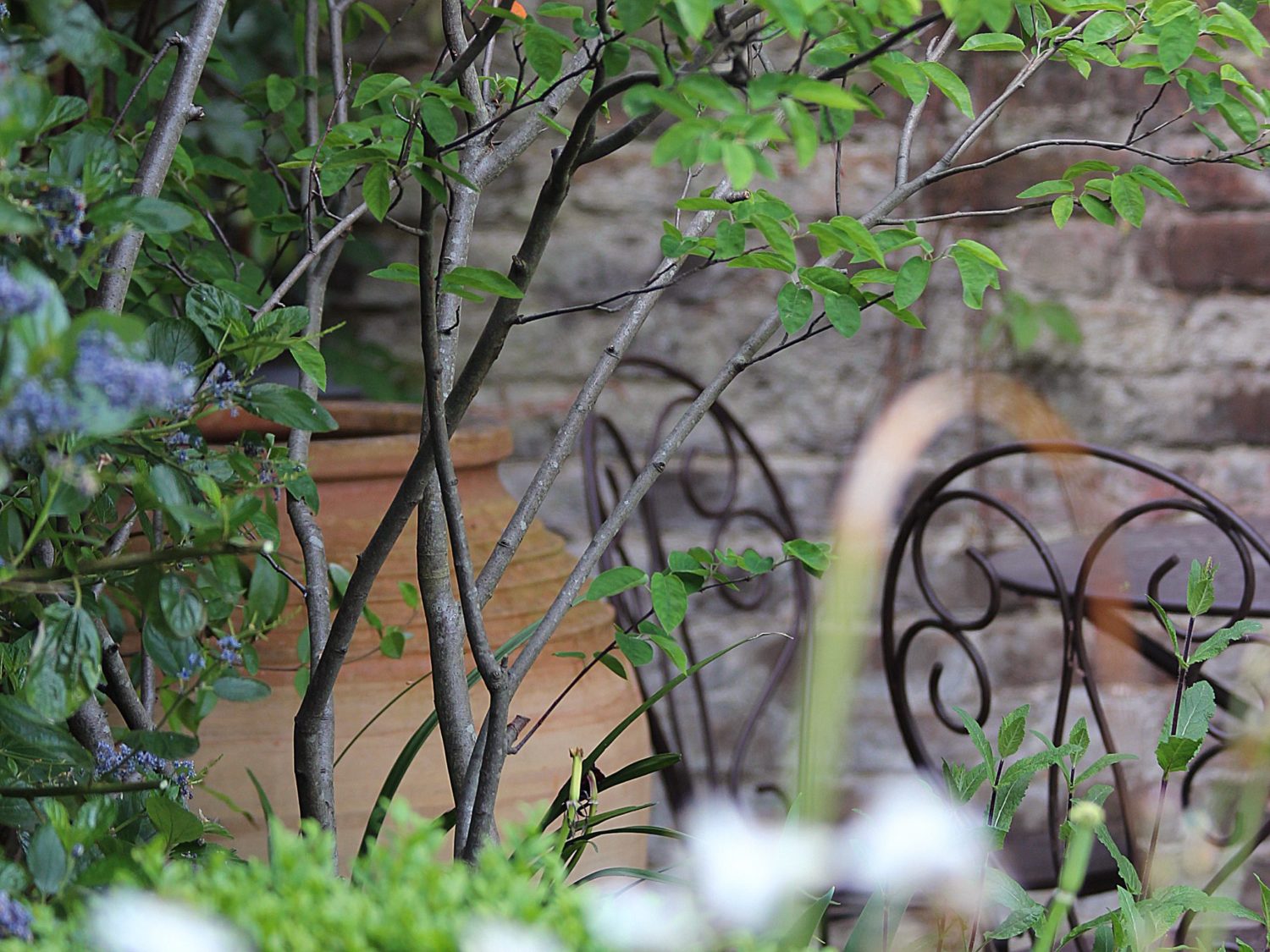 Top 10 best trees for small gardens - Living Colour Gardens